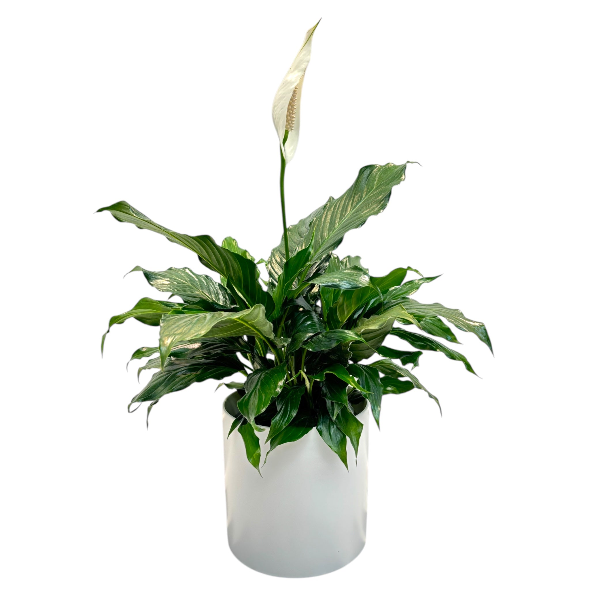 peace lily in french Peace Lily – Fleuriste Laval Ouest