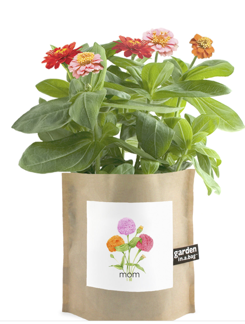 Garden in a bag - zinnia