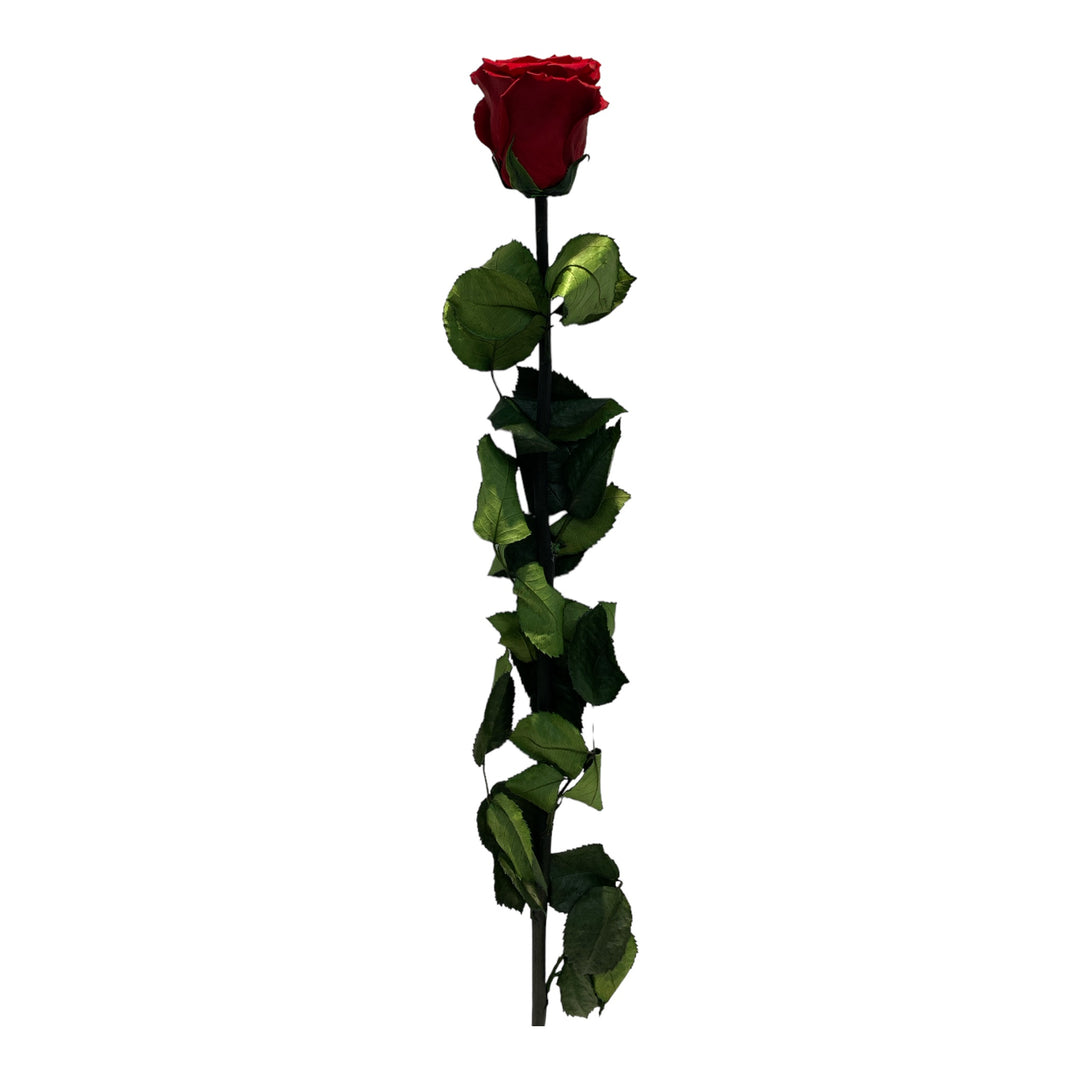 Preserved Red Rose with Stem
