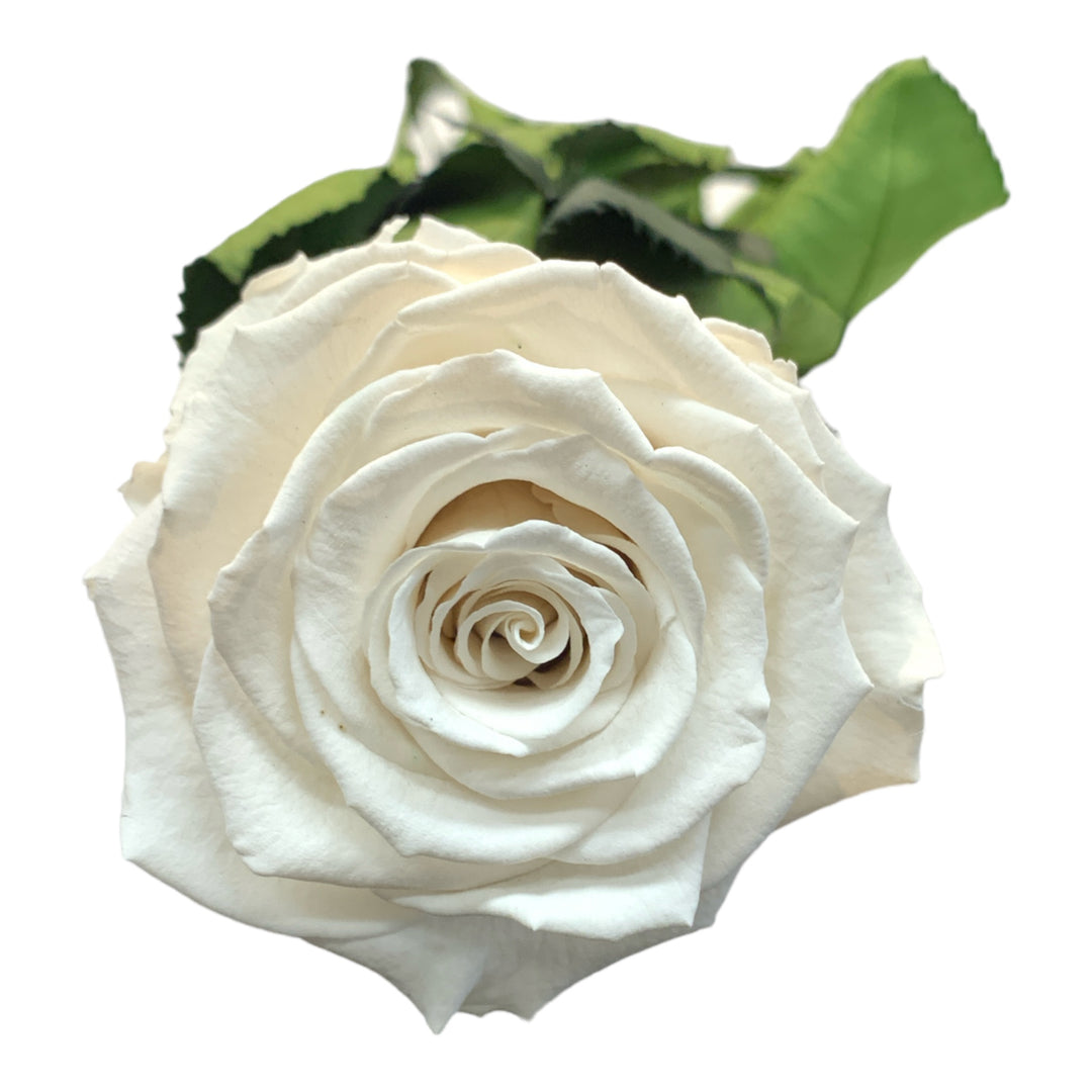 Preserved White Rose with Stem