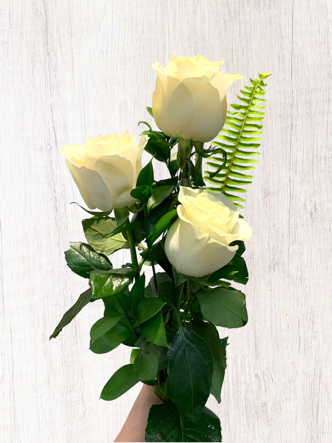 3 White Roses