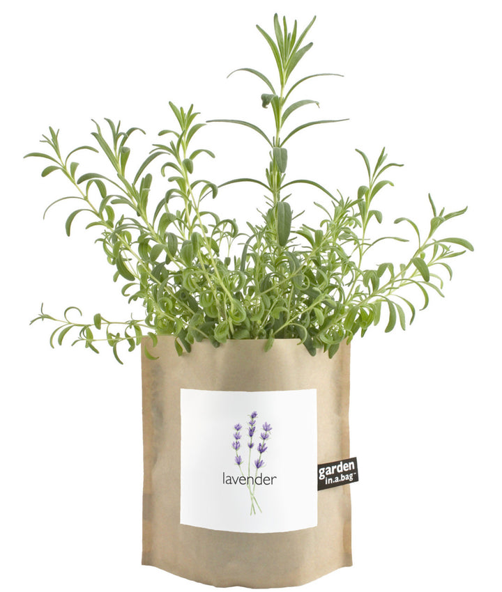 Garden in a bag - lavender