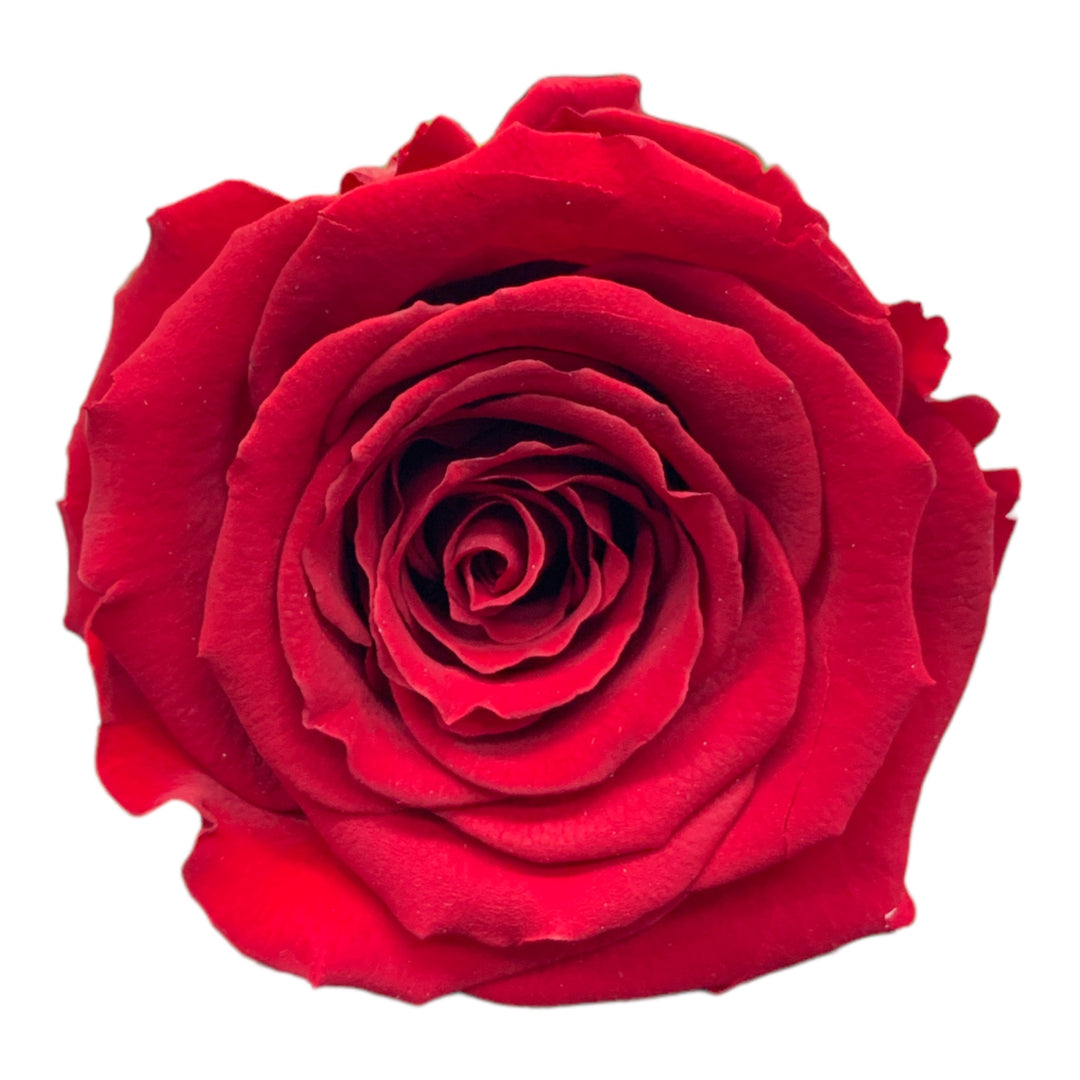 <tc>Rose rouge préservée avec tige</tc>