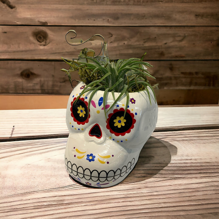 Tillandsia Sugar Skull