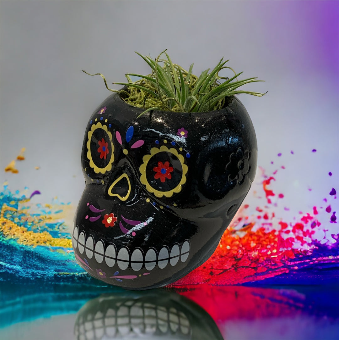 Tillandsia Sugar Skull