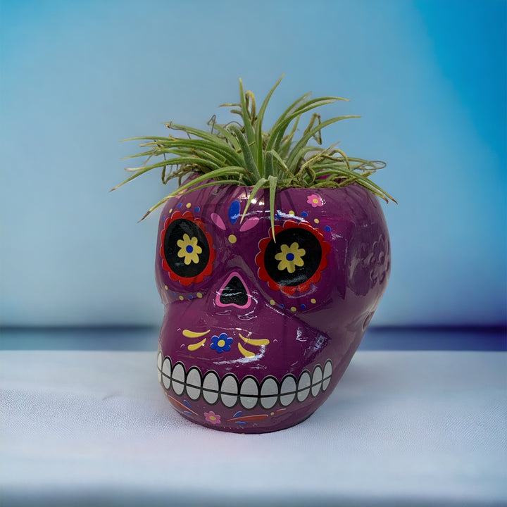 Tillandsia Sugar Skull